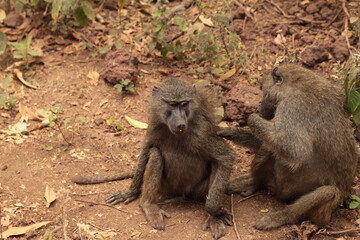 Nel cuore dell'Africa