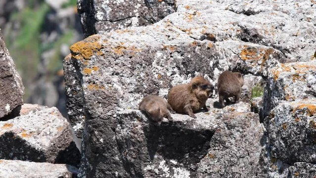 colony of hyraxes (Procavia capensis) Sunbathing on the rocks in the Golan Heights