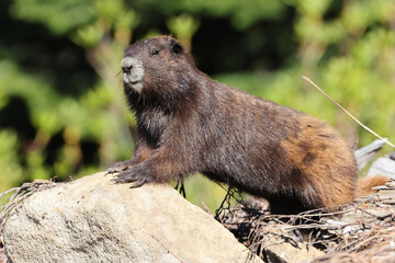 Vancouver Island Marmot(Marmota vancouverensis) Mount Washington, Vancouver Island, BC, Canada