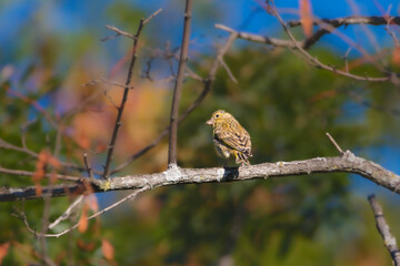 Common Chaffinch perched on a tree branch