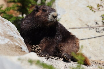 Vancouver Island Marmot(Marmota vancouverensis) Mount Washington, Vancouver Island, BC, Canada