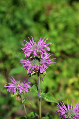 American Wild Bergamot blooms, Derbyshire England

