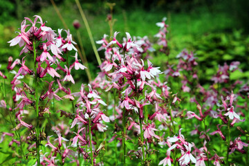 Bed of pink Lobelia blooms, Derbyshire England