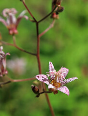 Closeup of a pink Toad Lily bloom, Derbyshire England
