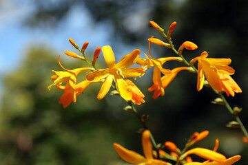 Macro image of yellow Montbretia blooms, Derbyshire England
