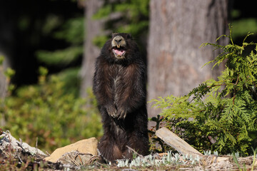 Fototapeta premium Vancouver Island Marmot(Marmota vancouverensis) Mount Washington, Vancouver Island, BC, Canada