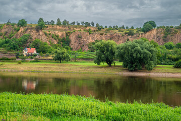 Weinbau bei Meißen am Elbufer
