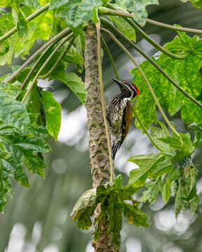 Black-rumped flameback woodpecker on a papaya tree