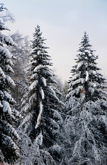 Photo a vertical shot of snow covered pine trees in a white forest