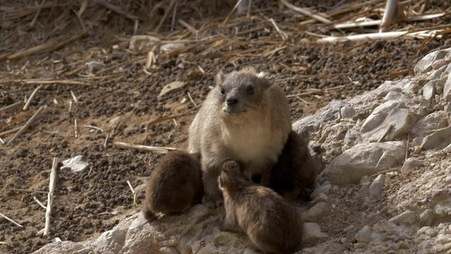 Suckling Rock hyraxes (Procavia capensis)