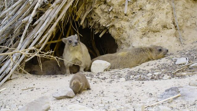 Suckling Rock hyraxes (Procavia capensis)