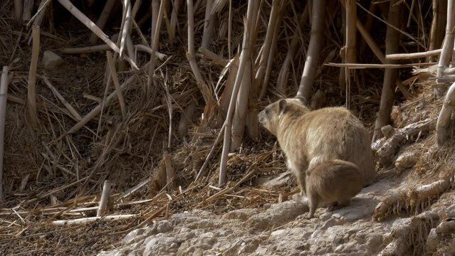 Rock Hyrax (Procavia capensis) young and adult