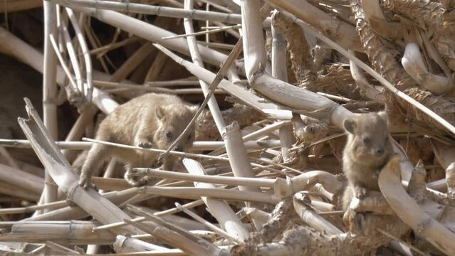 Young Rock Hyrax (Procavia capensis)