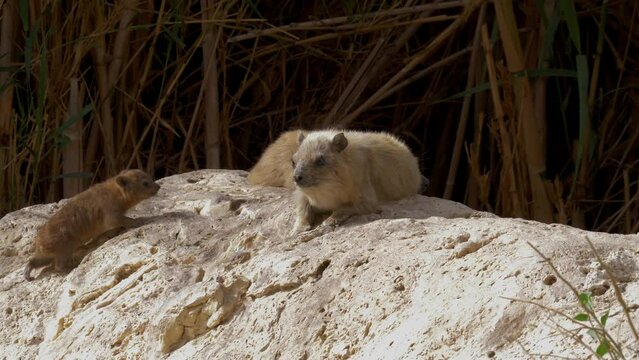 Rock Hyrax (Procavia capensis) young and adult