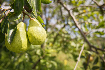 Pears on the branch at countryside background, agricultural seasonal banner with copy space text 
