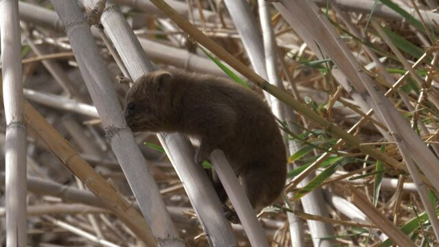 Young Rock Hyrax (Procavia capensis) climbing on Reeds