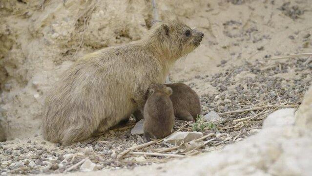 Suckling Rock hyraxes (Procavia capensis)