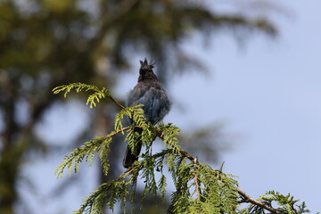 Steller's jay (Cyanocitta stelleri) Vancouver Island, British Columbia, Canada