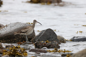 Common Whimbrel (Numenius phaeopus) Vancouver Island, British Columbia, Canada