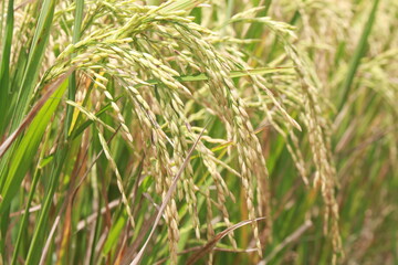 Fototapeta na wymiar Ear of rice. Close-up to rice seeds in ear of paddy. Beautiful golden rice field and ear of rice.
