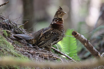 Ruffed Grouse (Bonasa umbellus) Vancouver Island, British Columbia, Canada