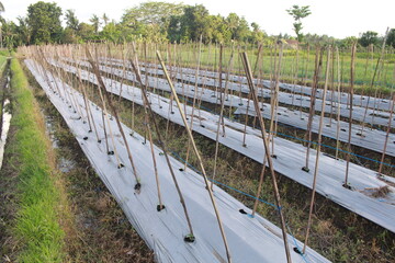 land for planting chilies or beds (bedengan). the land is ready for planting chilies