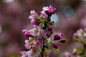  Photo with blooming with patterned in red and white colors of apple tree, Sofia, Bulgaria 