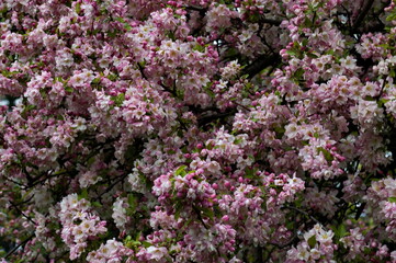  Photo with blooming with patterned in red and white colors of apple tree, Sofia, Bulgaria 