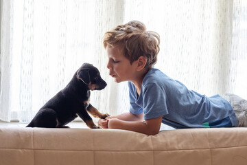 A boy with a little dog playing at home. - 642084416