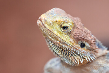 entral bearded dragon
