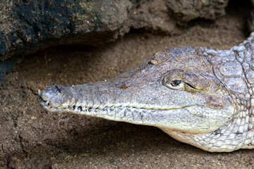 freshwater crocodile(CROCODYLUS JOHNSONI)
