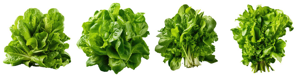 Studio photo of a cluster of crisp verdant salad leaves transparent background