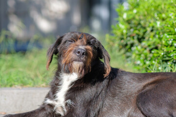 A dark homeless dog lies  at the street lit by sunlight, selective focus