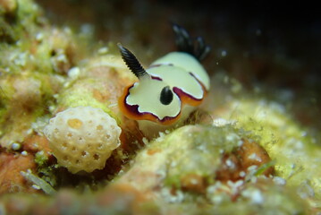 Nudi