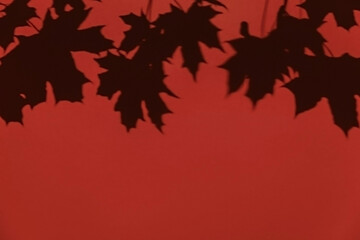 Maple tree leaves shadow on a red wall background. Overlay effect, stylish flat lay with trendy shadow and sun light. Minimal autumn concept, design template, mockup, copy space
