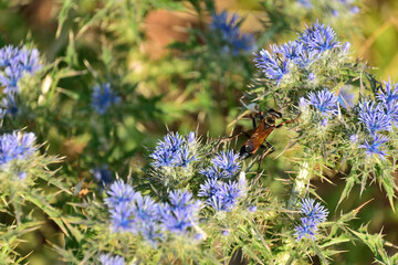 Lemnos island, Greece, Aegean Sea