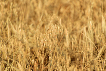 Lemnos island, Greece, Aegean Sea