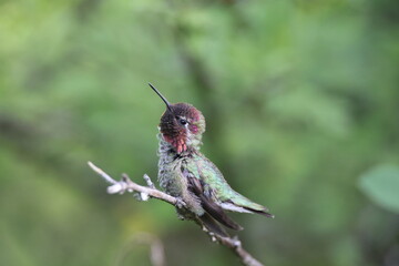 Annas Hummingbird Vancouver Island, British Columbia, Canada
