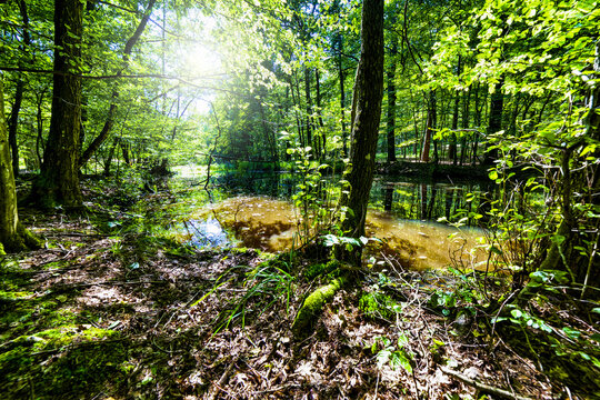 forest in the morning