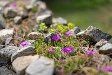 Fleurs Delosperma cooperi violette, qui pousse sur un mur entouré d'herbe