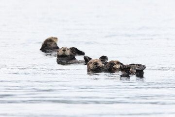 Sea Otter (Enhydra lutris) Vancouver Island, British Columbia, Canada
