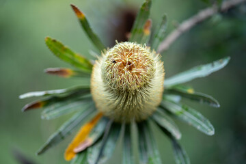 bright native yellow banksia flower in spring in a national park in australia