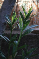 foglie di Oleandro illuminate