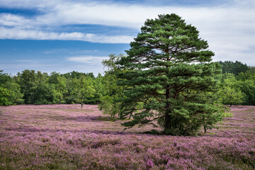 Kiefer in der Fischbeker Heide Hamburg Sommer