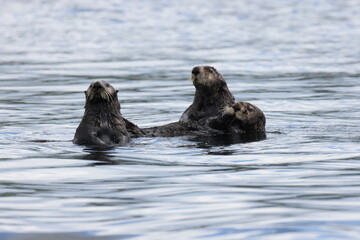 Naklejka premium Sea Otter (Enhydra lutris) Vancouver Island, British Columbia, Canada