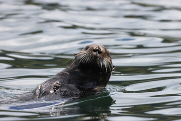 Fototapeta premium Sea Otter (Enhydra lutris) Vancouver Island, British Columbia, Canada