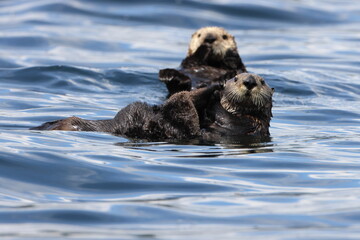 Naklejka premium Sea Otter (Enhydra lutris) Vancouver Island, British Columbia, Canada