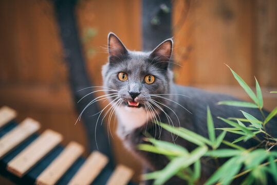 Grey cat meowing outside