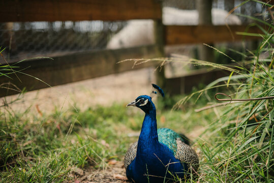 Peacock sitting on the ground