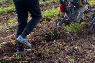 a man plows a vegetable garden with potatoes with a tillerblock. Potato harvesting in the garden, farmer with tractor